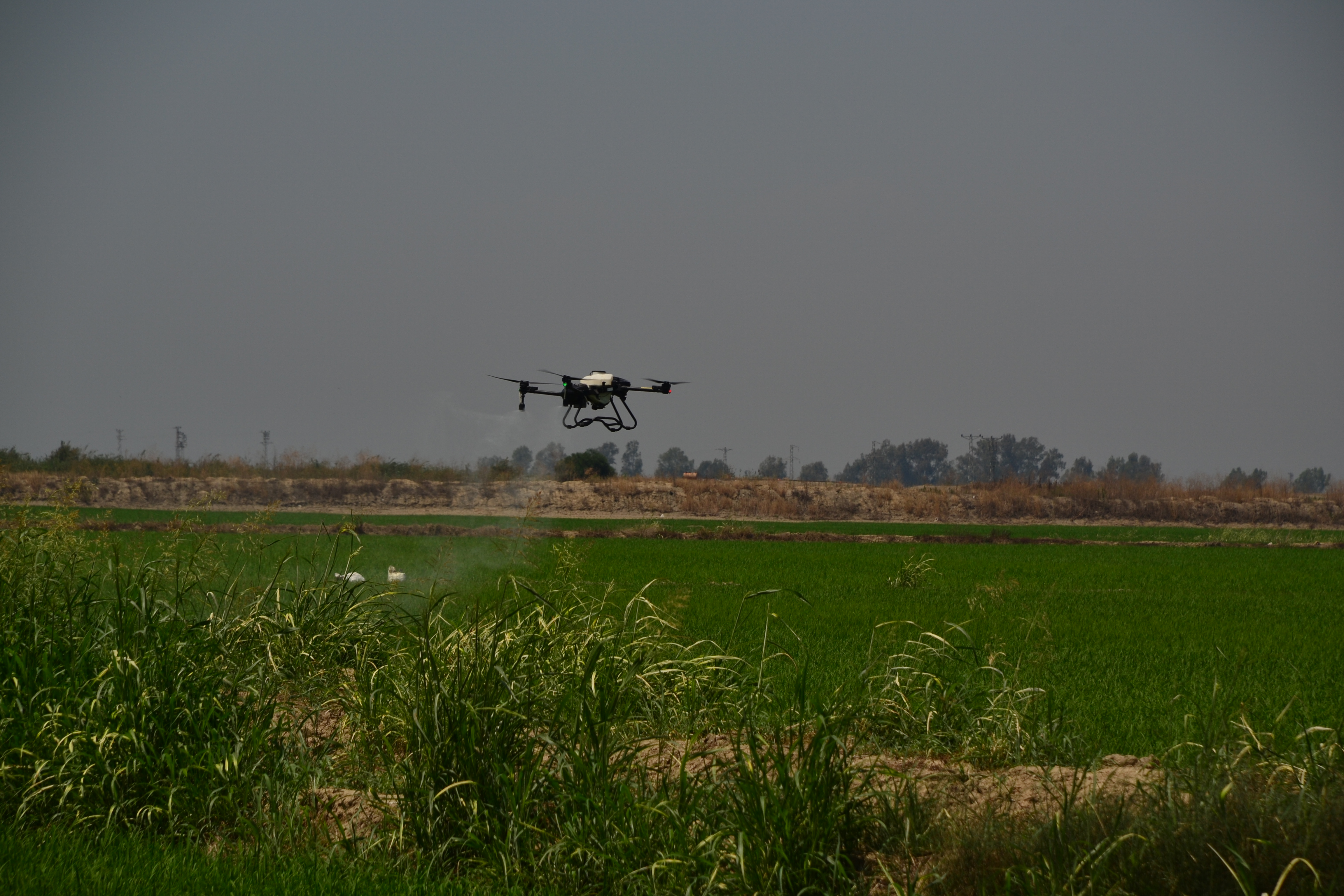 Çeltik Tarımında Drone Teknolojisi: Verimli ve Etkili Uygulamalar