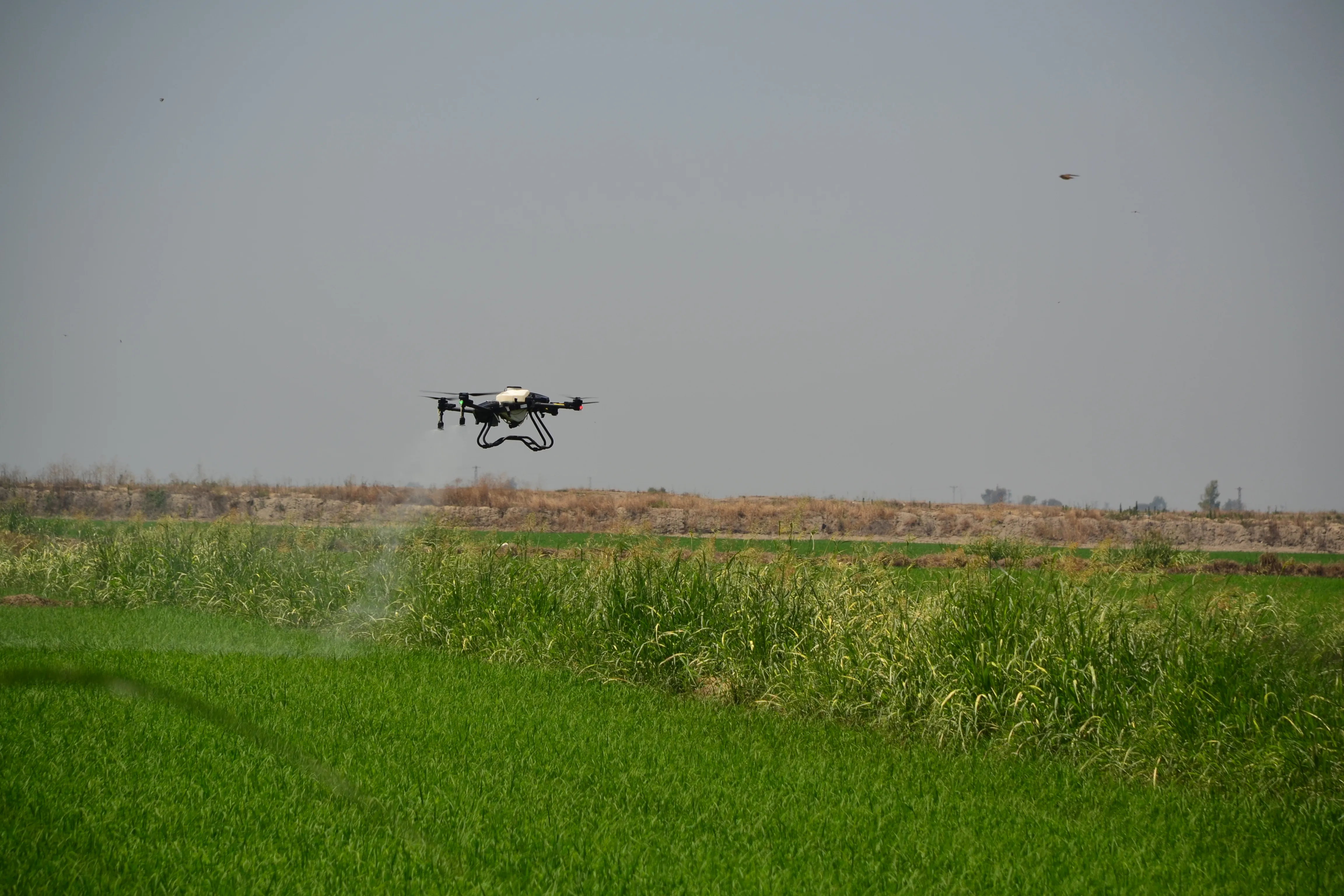 Çeltik Tarımında Drone Teknolojisi: Verimli ve Etkili Uygulamalar